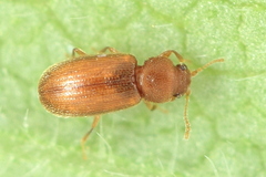 Corticaria elongata
