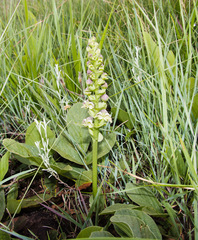 Disperis renibractea