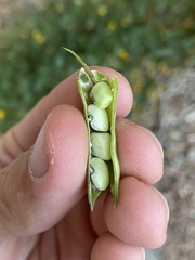 Phaseolus acutifolius acutifolius