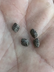 Phaseolus acutifolius acutifolius