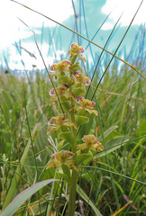 Disperis renibractea