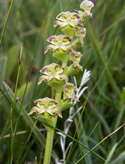 Disperis renibractea