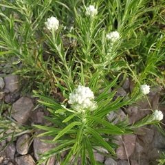 Pseudognaphalium leucocephalum