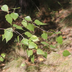 Betula pendula