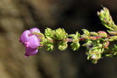 Erica bergiana bergiana