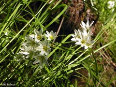 Tristagma bivalve