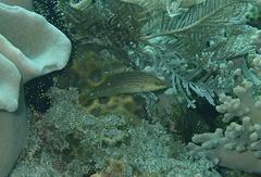 Halichoeres melanurus