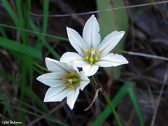 Tristagma bivalve