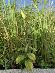 Vincetoxicum atratum