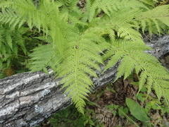 Athyrium yokoscense