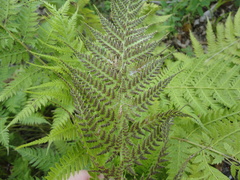 Athyrium yokoscense