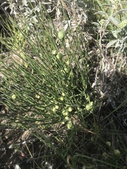 Antistrophus pisum
