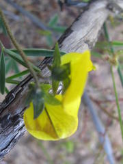 Crotalaria excisa excisa