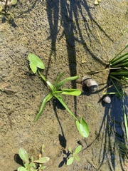Sagittaria guayanensis lappula