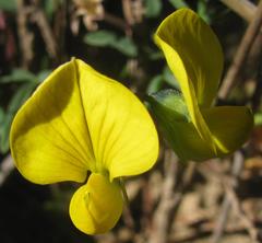 Crotalaria excisa excisa