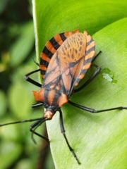 Spartocera pantomima