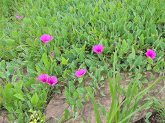 Ipomoea oblongata