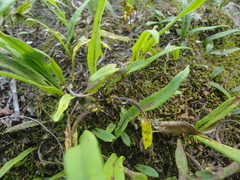 Lepisorus ussuriensis