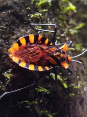 Spartocera pantomima