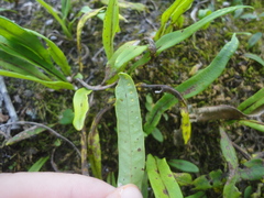 Lepisorus ussuriensis