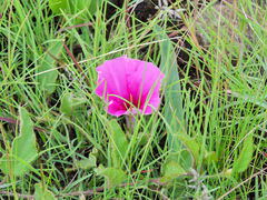 Ipomoea oblongata