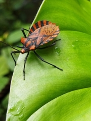 Spartocera pantomima