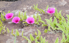 Ipomoea oblongata