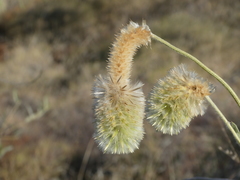 Ptilotus clementii