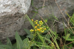 Senecio nemorensis