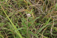 Eupatorium lindleyanum