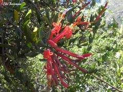 Tristerix verticillatus