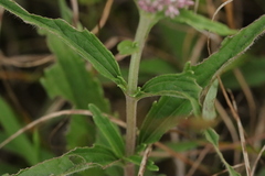 Eupatorium lindleyanum