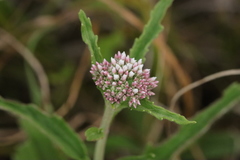 Eupatorium lindleyanum