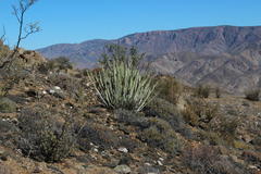Euphorbia dregeana