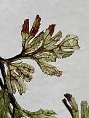 Hymenophyllum multifidum
