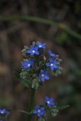 Anchusa capensis