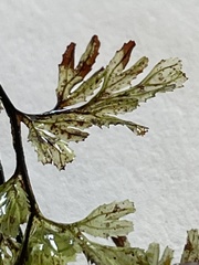 Hymenophyllum multifidum