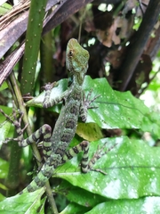 Anolis aequatorialis