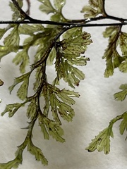 Hymenophyllum multifidum