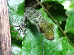 Anolis aequatorialis