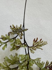 Hymenophyllum multifidum