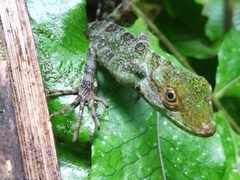 Anolis aequatorialis