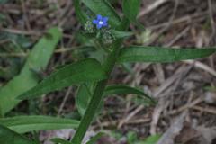 Anchusa capensis