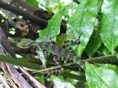 Anolis aequatorialis