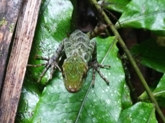 Anolis aequatorialis