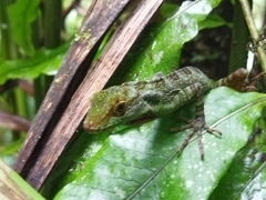 Anolis aequatorialis