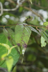 Siphocampylus longibracteolatus