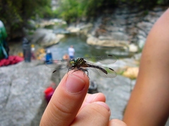 Stylogomphus albistylus