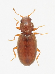 Corticaria serrata
