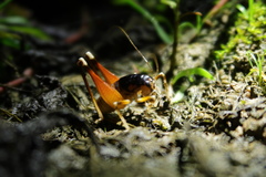 Apotetamenus amazonae